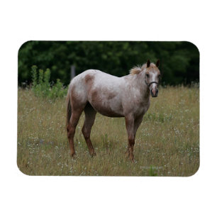 Appaloosa Paard in de gras Magneet
