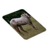 Appaloosa Paard in de gras Magneet (Rechterzijde)