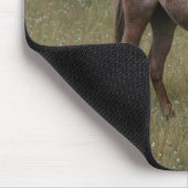 Appaloosa Paard in de gras Muismat (Hoek)