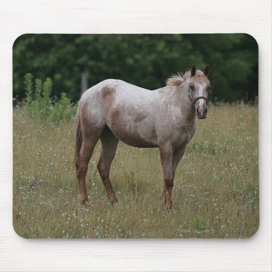 Appaloosa Paard in de gras Muismat (Voorkant)