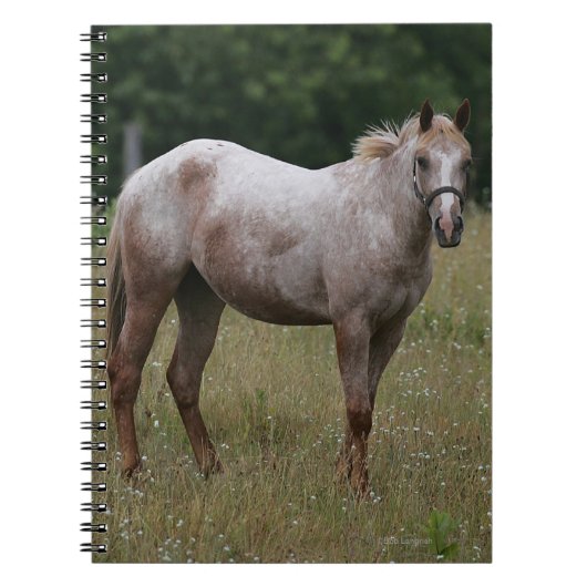 Appaloosa Paard in de gras Notitieboek (Voorkant)