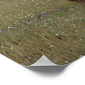 Appaloosa Paard in de gras Poster (Hoek)