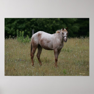 Appaloosa Paard in de gras Poster