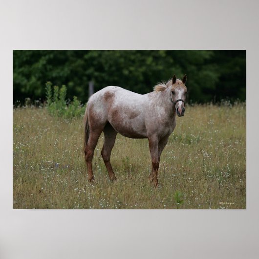 Appaloosa Paard in de gras Poster (Voorkant)