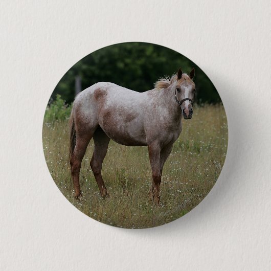 Appaloosa Paard in de gras Ronde Button 5,7 Cm (Voorkant)