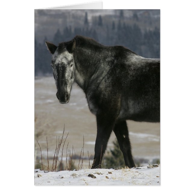 Appaloosa-paard in de sneeuw (Voorkant)