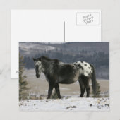 Appaloosa-paard in de sneeuw briefkaart (Voorkant / Achterkant)