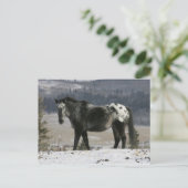 Appaloosa-paard in de sneeuw briefkaart (Staand voorkant)