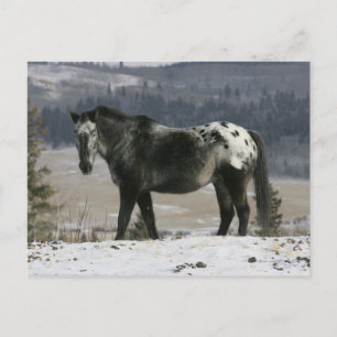 Appaloosa-paard in de sneeuw briefkaart