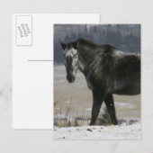 Appaloosa-paard in de sneeuw briefkaart (Voorkant / Achterkant)