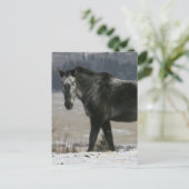 Appaloosa-paard in de sneeuw briefkaart (Staand voorkant)