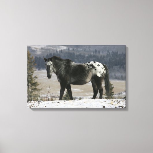 Appaloosa-paard in de sneeuw canvas afdruk (Voorkant)
