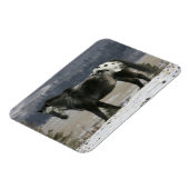 Appaloosa-paard in de sneeuw magneet (Linkerzijde)