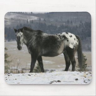 Appaloosa-paard in de sneeuw muismat