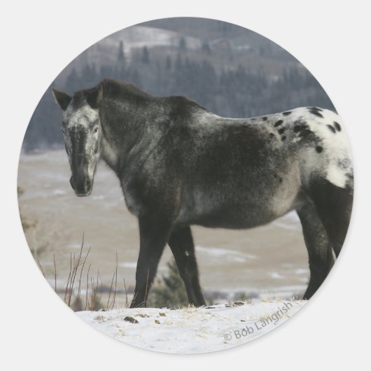 Appaloosa-paard in de sneeuw ronde sticker (Voorkant)