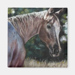 Appaloosa paard in een veld magneet