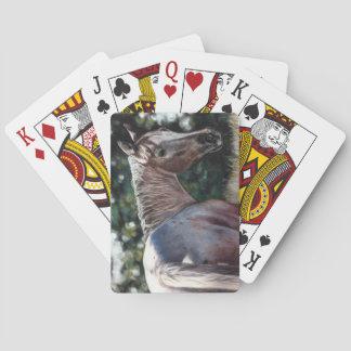 Appaloosa paard in een veld pokerkaarten