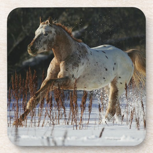 Appaloosa-paard met sneeuw bier onderzetter (Voorkant)