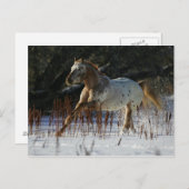 Appaloosa-paard met sneeuw briefkaart (Voorkant / Achterkant)