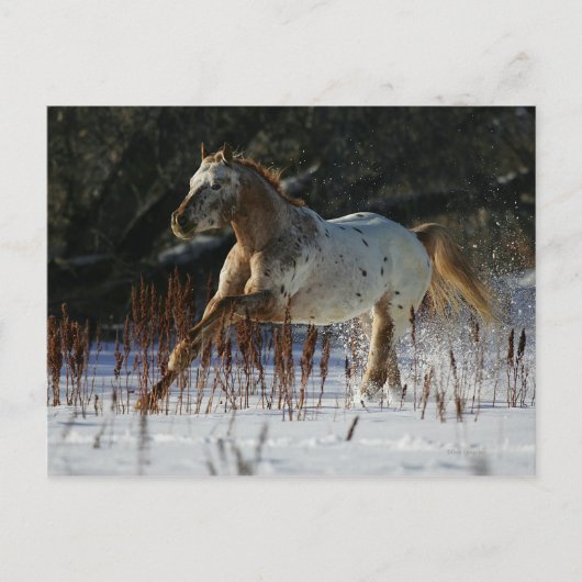 Appaloosa-paard met sneeuw briefkaart (Voorkant)