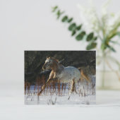 Appaloosa-paard met sneeuw briefkaart (Staand voorkant)