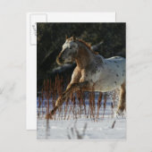 Appaloosa-paard met sneeuw briefkaart (Voorkant / Achterkant)