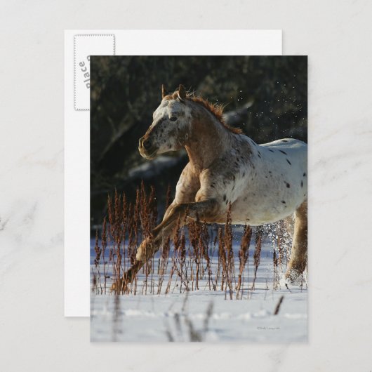 Appaloosa-paard met sneeuw briefkaart (Voorkant / Achterkant)
