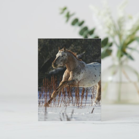 Appaloosa-paard met sneeuw briefkaart (Staand voorkant)