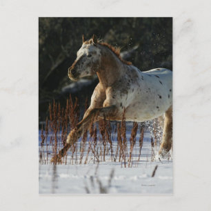 Appaloosa-paard met sneeuw briefkaart