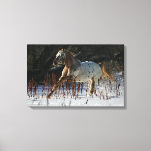 Appaloosa-paard met sneeuw canvas afdruk (Voorkant)