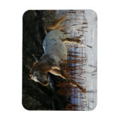 Appaloosa-paard met sneeuw magneet (Verticaal)