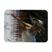 Appaloosa-paard met sneeuw magneet (Horizontaal)