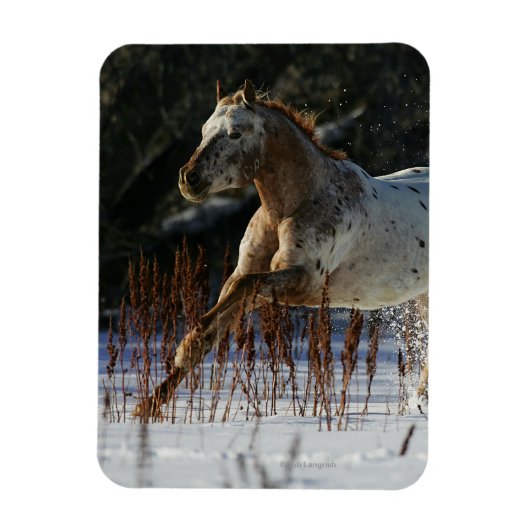 Appaloosa-paard met sneeuw magneet (Verticaal)