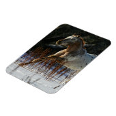 Appaloosa-paard met sneeuw magneet (Linkerzijde)