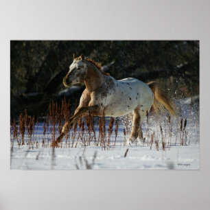 Appaloosa-paard met sneeuw poster