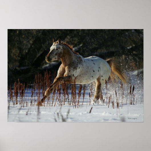 Appaloosa-paard met sneeuw poster (Voorkant)