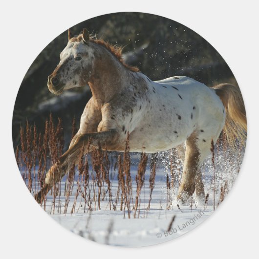 Appaloosa-paard met sneeuw ronde sticker (Voorkant)