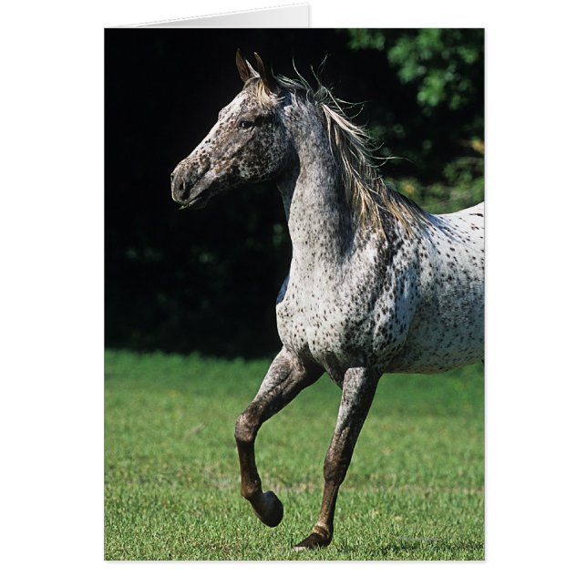 Appaloosa-paard met vlucht 2 (Voorkant)