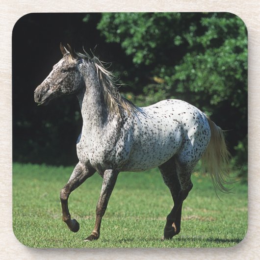 Appaloosa-paard met vlucht 2 bier onderzetter (Voorkant)