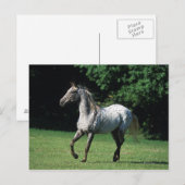 Appaloosa-paard met vlucht 2 briefkaart (Voorkant / Achterkant)