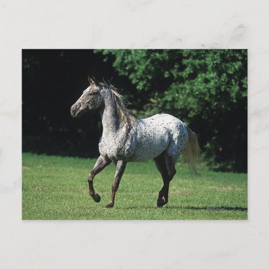 Appaloosa-paard met vlucht 2 briefkaart (Voorkant)
