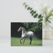 Appaloosa-paard met vlucht 2 briefkaart (Staand voorkant)