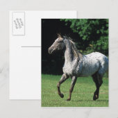 Appaloosa-paard met vlucht 2 briefkaart (Voorkant / Achterkant)