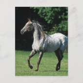 Appaloosa-paard met vlucht 2 briefkaart (Voorkant)