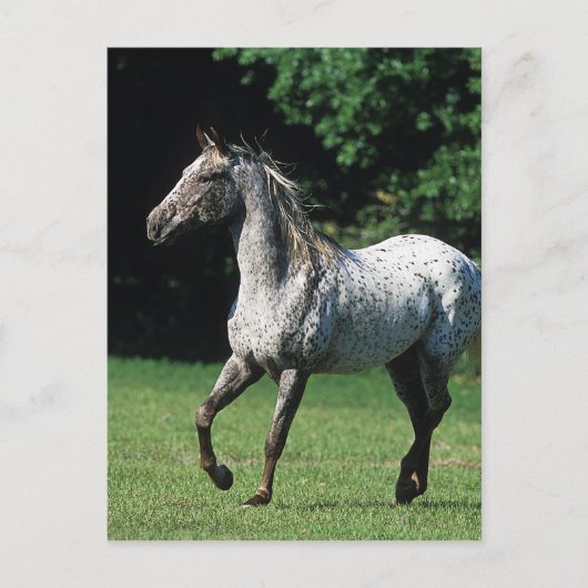 Appaloosa-paard met vlucht 2 briefkaart (Voorkant)