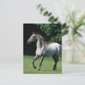 Appaloosa-paard met vlucht 2 briefkaart (Staand voorkant)
