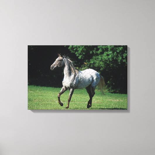 Appaloosa-paard met vlucht 2 canvas afdruk (Voorkant)