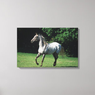 Appaloosa-paard met vlucht 2 canvas afdruk