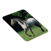 Appaloosa-paard met vlucht 2 magneet (Rechterzijde)