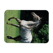 Appaloosa-paard met vlucht 2 magneet (Horizontaal)